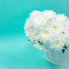 Bouquet of white chrysanthemums in a white basket on a blue background. Greeting card for Mother's Day, on March 8. Beautiful chrysanthemum flowers. Place for an inscription.