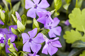  periwinkle flowers close up, floral spring background © Людмила Гаврилюк