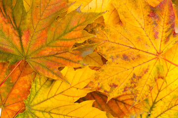 Naklejka na ściany i meble Autumn maple leaf in close-up. Rich color background. Picturesque fall backdrop.