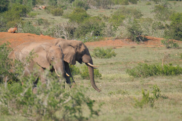 Fototapeta na wymiar Beautiful African Elephants in the Southern African terrain on a warm and sunny day in a local game park