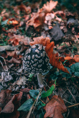 Beautiful autumn forest mushrooms