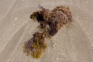 Texture background of the sand near the water on the beach