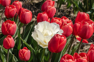 rote Tulpen und eine weiße auf einen Feld