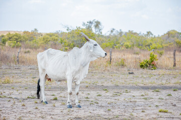 Obraz premium portrait of a cow