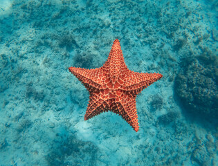 Huge red starfish underwater in the blue clear sea. concept of holiday, vocation and relaxing  - Powered by Adobe