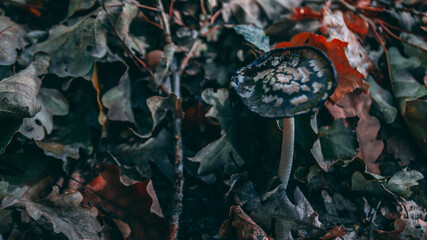 Beautiful autumn forest mushrooms