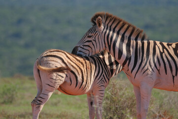 Beaitiful African Zebras on a warm sunny day in a game park in South Africa