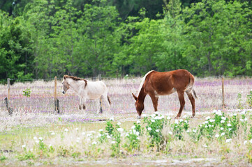 Two Mules in Pasture