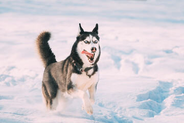 Funny Happy Siberian Husky Dog Running Outdoor In Snowy Park At Sunny Winter Day. Smiling Dog. Active Dog Play In Snowdrift. Playful Pet Outdoors At Winter Season In Snow
