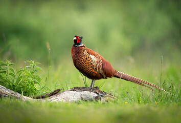 Ringneck Pheasant ( Phasianus colchicus ) male