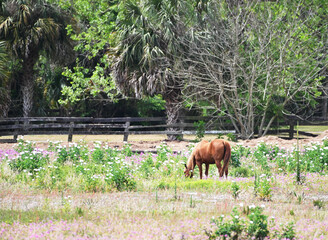 Brown Horse Grazing