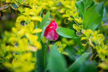 spring flowers
