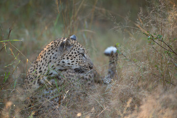 Female Leopard seen on a safari in South Africa