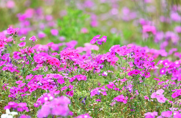 Obraz na płótnie Canvas Purple Wildflowers