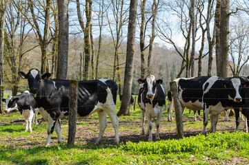 Un troupeau de vaches noir et blanches holstein dans un champ sous les arbres