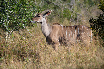 Kudu female antelope seen on a safari in South Africa