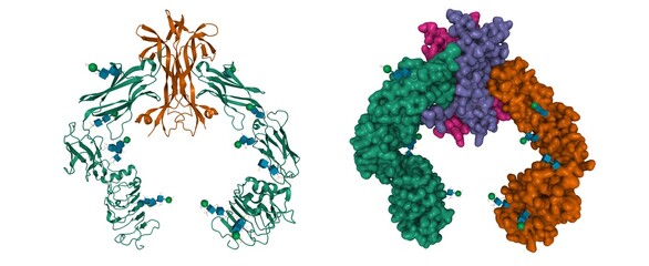 Structure of the extracellular segment of human TRKA in complex with nerve growth factor, 3D cartoon and Gaussian surface models, white background