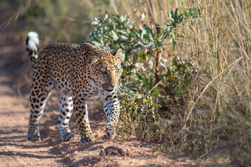 Female Leopard seen on a safari in South Africa