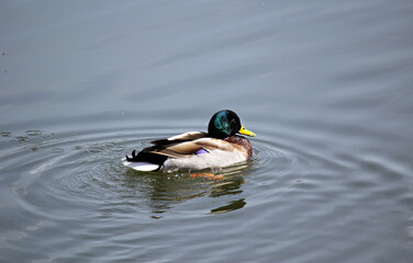 duck on a wild lake, beautiful drake, bright colors, spreads its wings, clear water, beautiful nature