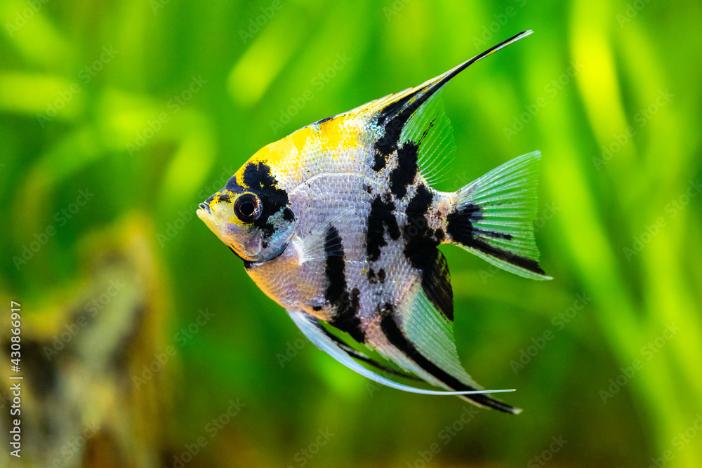Poster Marble Angelfish (pterophyllum scalare) isolated in tank fish with blurred background - Posters