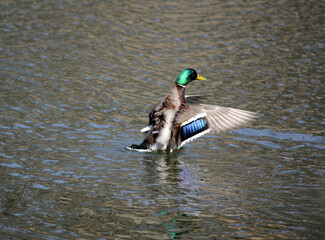duck on a wild lake, beautiful drake, bright colors, spreads its wings, clear water, beautiful nature