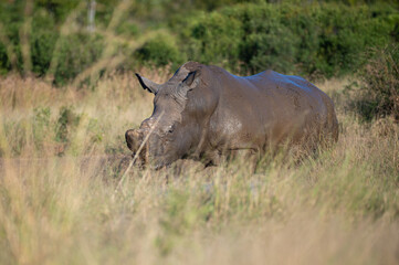 Obraz premium A White Rhino bull seen on a safari in South Africa