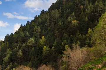Andorra's colorful forest trees with blue sky in the background