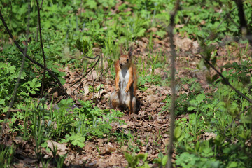 squirrel in the wild forest, beautiful, red coloring, standing on its hind legs, trees, greenery, beautiful nature