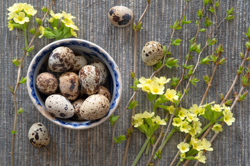 Quail eggs, primula  and branches on a dark background