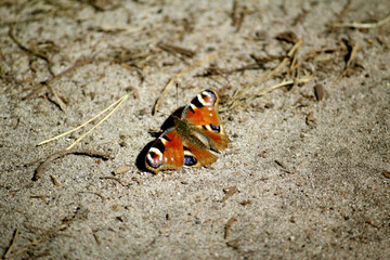 butterfly on the sand in the wild forest, beautiful coloring, colored wings