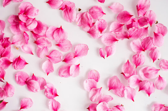 Pink peach blossom petals are scattered on a white background.