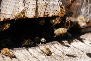 Bienen