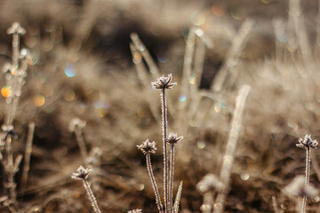Cold frosty winter morning.Dry frozen plants on meadow natural outdoors bokeh.Blurry nature background.Bright bokeh pattern.Defocused abstract wallpaper.Glitter lights.Cold weather on sunny day