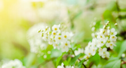 Tender white flowers of bird cherry at blooming season, floral blossom under sunlight at springtime