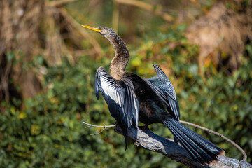 Beautiful male Anhinga snake neck bird at sunny day