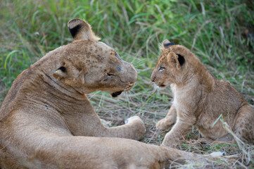 A female lion and her playful cub seen on a safari in South Africa