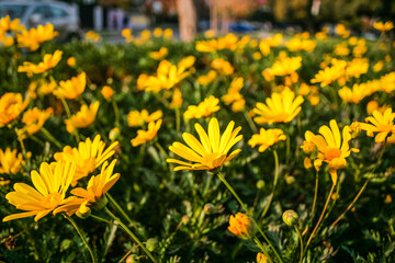 multiple yellow flowers close up