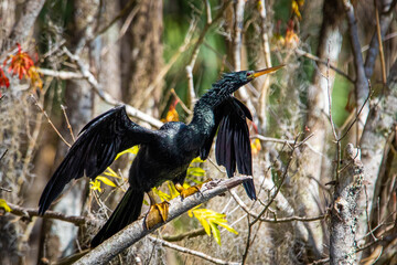 Beautiful male Anhinga snake neck bird at sunny day