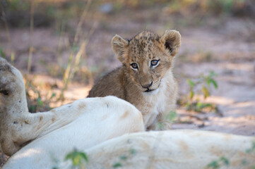 A cute Lion cub seen on a safari in South Africa