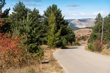 Gold Autumn with sunlight and sunbeams / Beautiful Trees in the forest Alcala de la Selva Teruel
