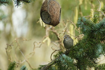 Sparrow sitting under coconut in early springtime