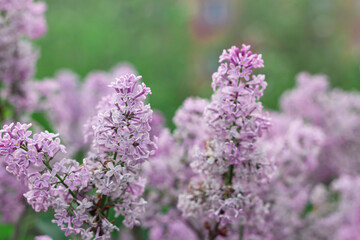 Blooming tender lilac, violet blue flower closeup at springtime, beautiful natural pastel background