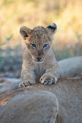 Obraz premium A cute Lion cub seen on a safari in South Africa