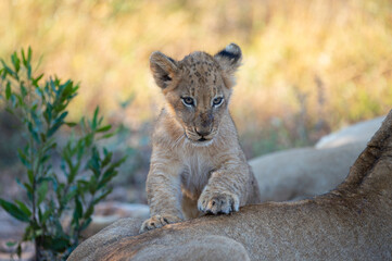 A cute Lion cub seen on a safari in South Africa