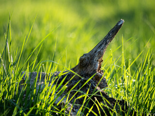 Gałąź w lesie o świcie © Kamil from Befuture