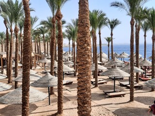 Sande beach with palm trees