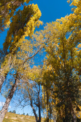 Gold colored leaves in the autumn trees Gudar mountains in Teruel Aragon Spain