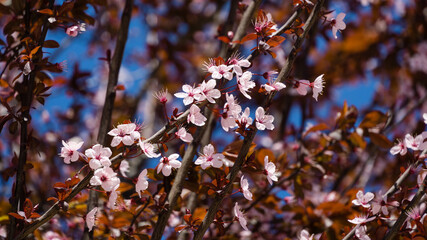 Close-up Prunus cerasifera 'Nigra' (Black Cherry Plum or prunus 'Pissardii Nigra') blossom pink...