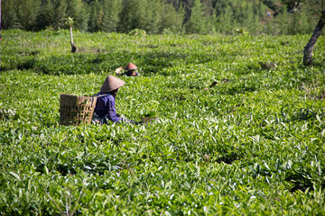 People were picking tea leaves at a tea plantation. Location in Kebun Teh Tambi Dieng Wonosobo Indonesia, the biggest tea plantation in Central Java