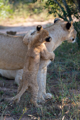 Obraz premium A female lion and her playful cub seen on a safari in South Africa